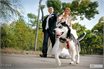Прогулка жениха и невесты по парку с собакой