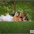 Tinerii casatoriti se saruta intinsi pe iarba